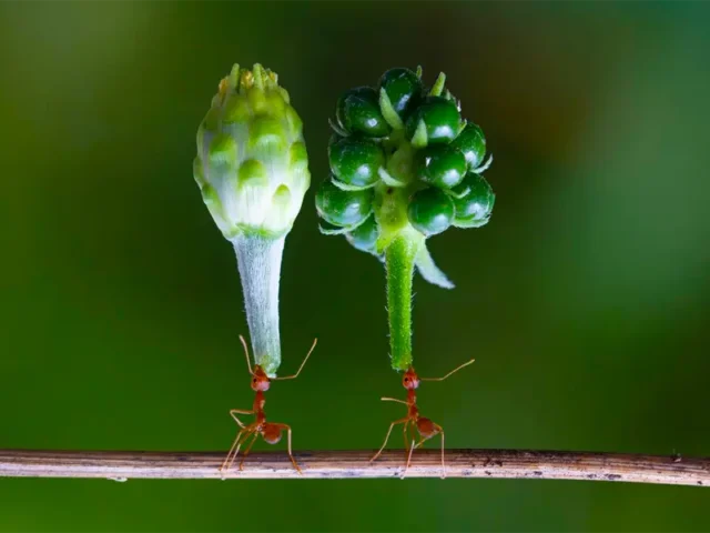 How strong is an ant?