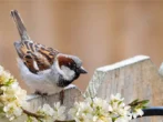 What do sparrows eat?