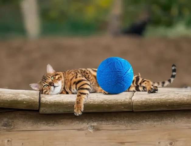How do cats play?